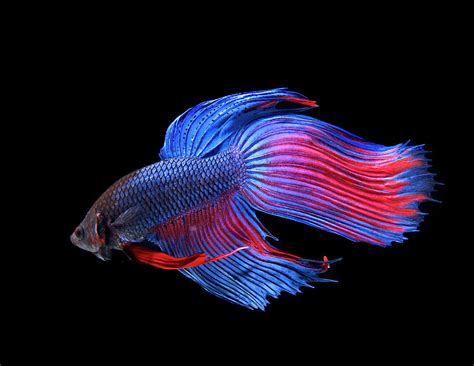 If you enjoyed pleas subscribe my channel. Siamese Fighting Fish by Mark Mawson