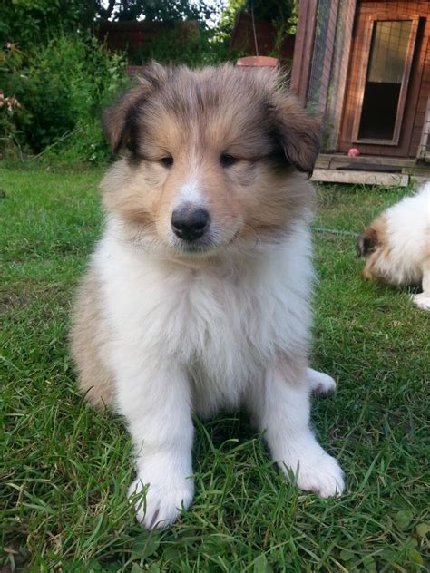 The collie might have gotten famous thanks to the lassie movies and television series, but that's actually just one type rough & smooth variety puppies. 10 week old Rough collies Puppies for sale | Cottingham ...