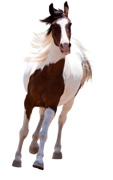 American Running Horse Png Image Png Arts