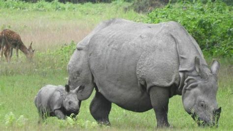 Highest Ever Rhino Population Increase In Nepal Census Finds Increase