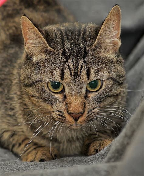 Brown Tabby European Shorthair Cat Stock Photo Image Of Calm Coat