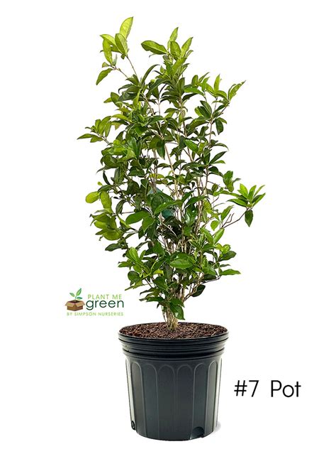 Tea Olive Evergreen Shrub Sweet Olive Flowering Shrub