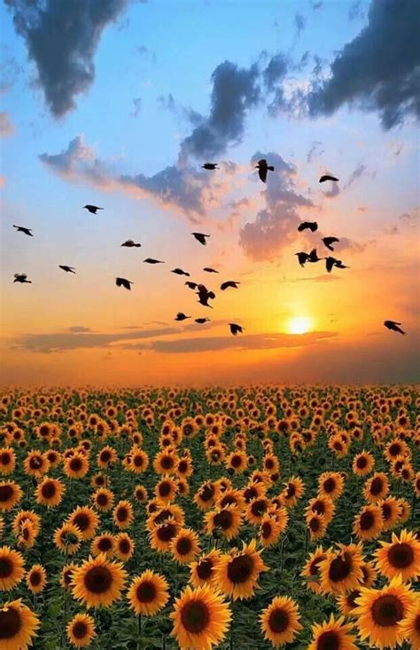 Girasoles Divine Nature Amazing Nature Simply Beautiful Absolutely