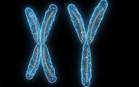 Male Chromosome Is Not Doomed Say Scientists Telegraph