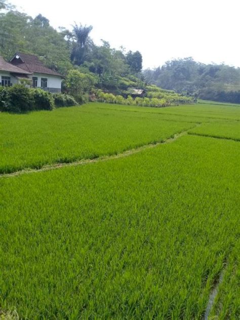 Jual Sawah Murah Cocok Villa Pinggir Jalan Di Darangdan Purwakarta Luas