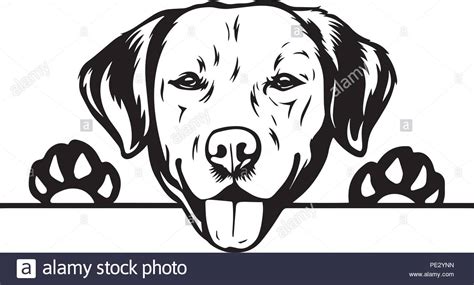 Maybe you would like to learn more about one of these? labrador head clipart 10 free Cliparts | Download images ...