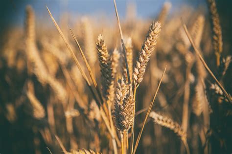 Free photo: Wheat field - Biological, Cereal, Cornfield ...
