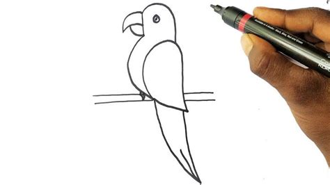 25 Easy Parrot Drawing Ideas How To Draw A Parrot 2023