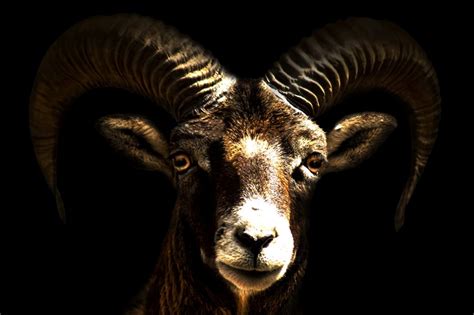 The Mouflon Has An Eye On You Smithsonian Photo Contest