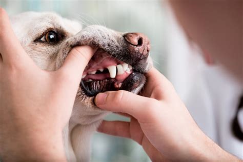 What Causes A Dogs Gums To Turn White