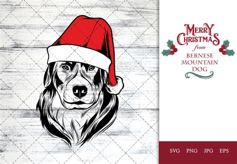 Bernese Mountain Dog Dog In Santa Hat For Christmas By The Silhouette