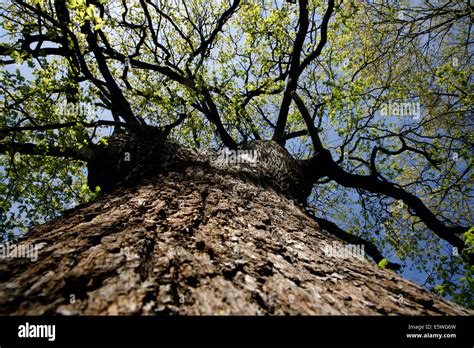Royal Oak Tree Hi Res Stock Photography And Images Alamy