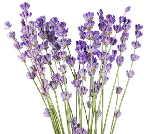 Lavender Colored Flower Png
