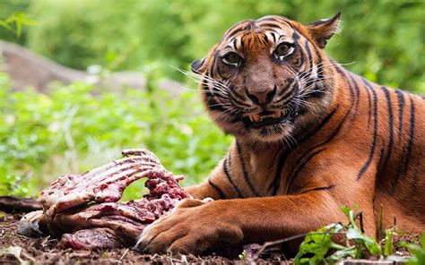 The amur tiger eats musk deer, spotted and noble deer, roe deer, wild boar. Answers for Why are so few tigers man-eaters? - IELTS ...
