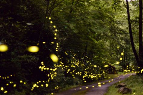 Flight Of The Synchronous Fireflies Discover Life In America