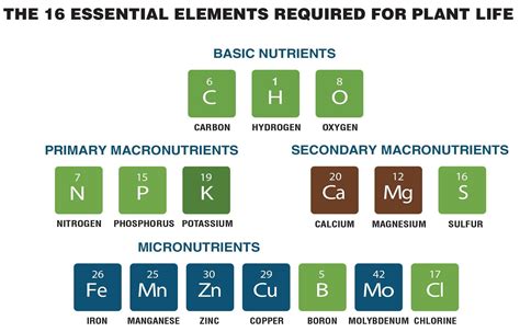 What Are The 16 Essential Nutrients That Plant Uses