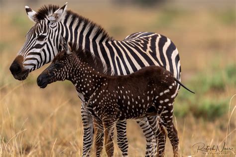 Kenya Tira The Polka Dotted Zebra In 2020 With Images Zebra