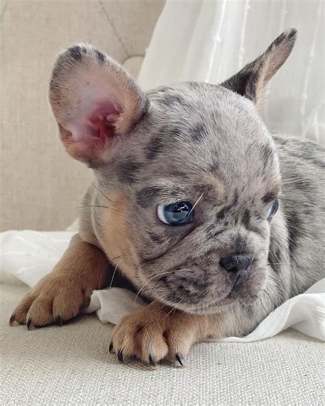 French Bulldog Puppies With Blue Eyes Blue Eyes Blueprintedpaws