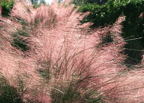 Pink Gulf Muhly Grass Offers A Fall Color Treat Mississippi State