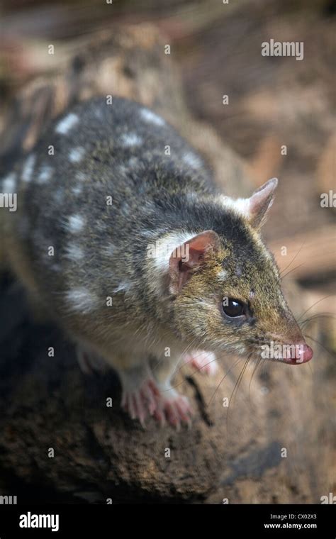 Tiger Quoll Also Known As Spot Tailed Or Spotted Tailed Quoll
