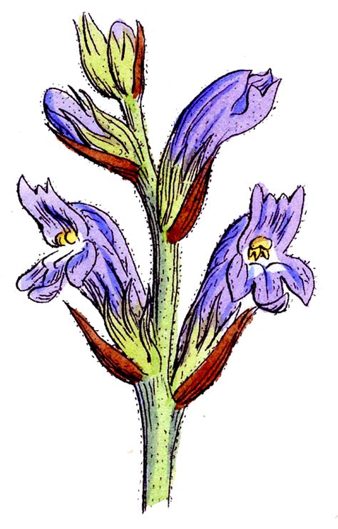 Wildflower Clip Art Clipart Best