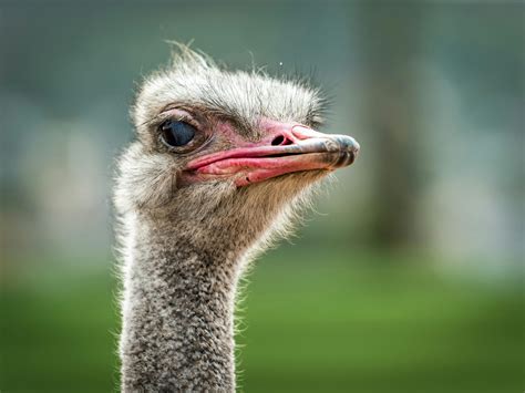 Close Up Photo Of Ostrich · Free Stock Photo
