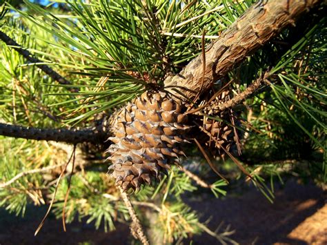 Table Mountain Pine Pinus Pungens North American Insects And Spiders