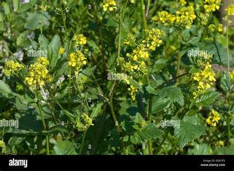 Charlock Wild Mustard Or Field Mustard Sinapis Arvensis Yellow