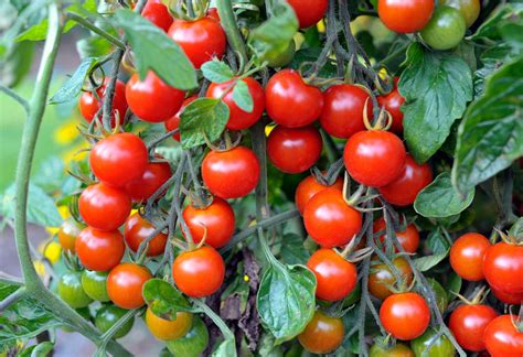 Planting Cherry Tomatoes How To Grow Cherry Tomatoes Gardening Know How