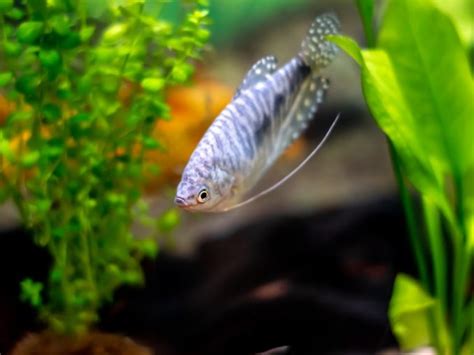 Opaline Gourami Care Species Profile Fishkeeping World