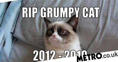 Grumpy Cat Dead Reddit Grumpy Cat