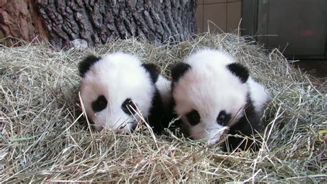 Panda Twins About Three Months Old Youtube