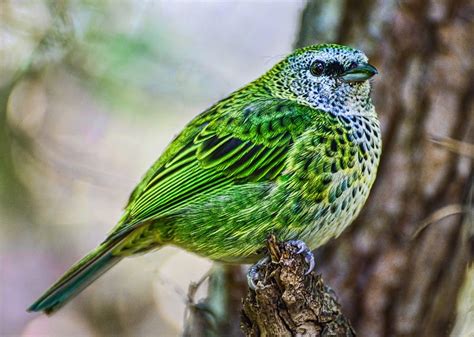 Spotted Tanager Green Bird Bird Animals