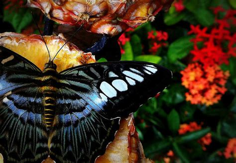 The butterfly garden at singapore changi airport terminal 3 was another highlight for us, in addition to the slide@t3. Седемте чудеса на Сингапур - статия за Сингапур - Насам Натам