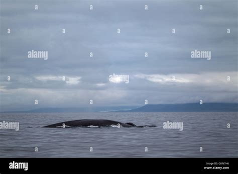 Blue Whales In The Waters Of Svalbard Arctic Norway Stock Photo Alamy