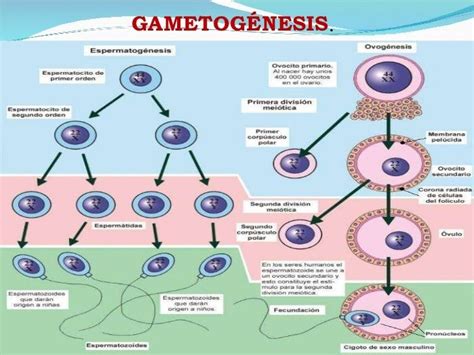 Gametogenesis Embriología Alejandra Caicedo Liberal Dictionary
