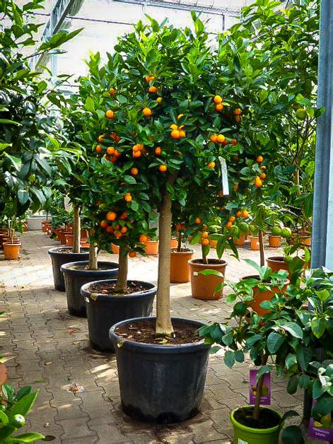 Calamondin Orange Tree For Sale Online The Tree Center
