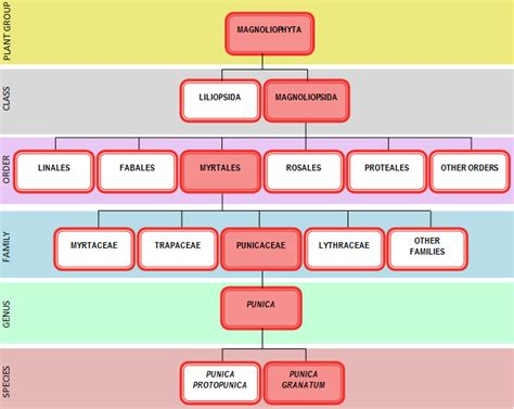 Taxonomy Of Plants Chart