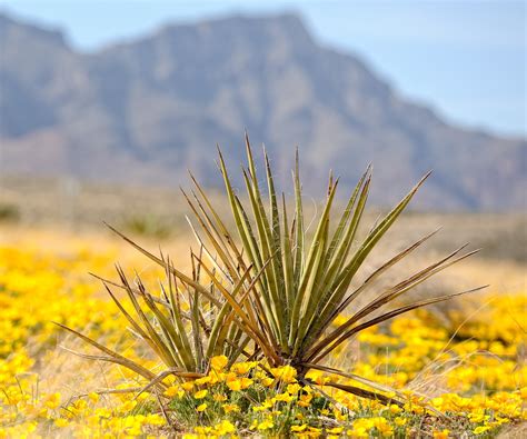 Best desert plants – expert advice for…