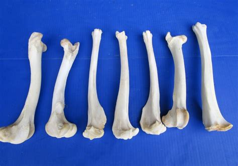 7 Large Whitetail Deer Leg Bones For Crafts 10 To 12 Inches