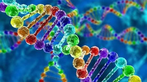 Diferencia entre ADN y ARN Dos ácidos esenciales en la vida