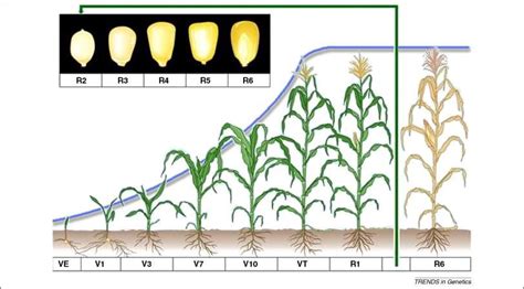 Growth Stages Of Maize Plant Corn Development Phases Zea Mays Images
