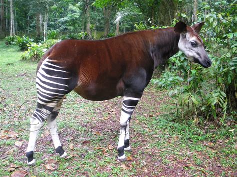 Okapi Rare Specie Enviromation