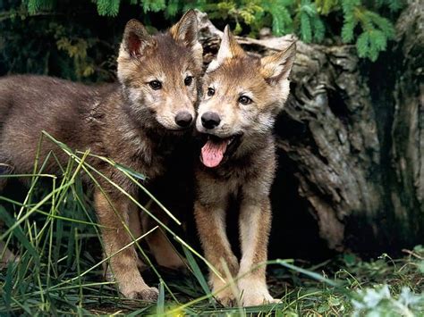 Wolf Pups Facts Life Of A Young Wolf