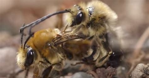 If You Thought Human Sex Was Weird Wait Until You See Bee Sex