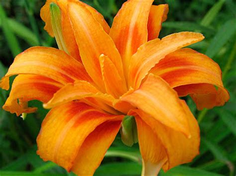 Dreamstime is the world`s largest stock photography community. Poppular Photography: Double Orange Daylily or Hemocrallis
