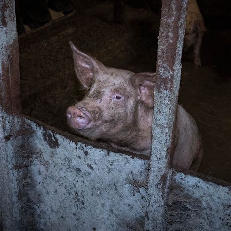 How The Covid 19 Crisis Is Affecting Farmed Animals