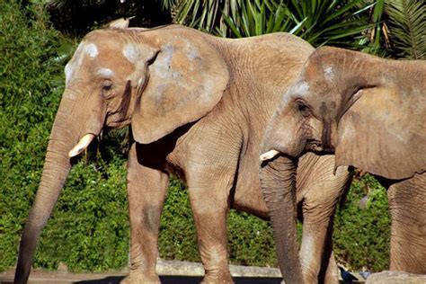 Elefante Aprende Las Principales Caractererísticas Del Mundo Animal Y