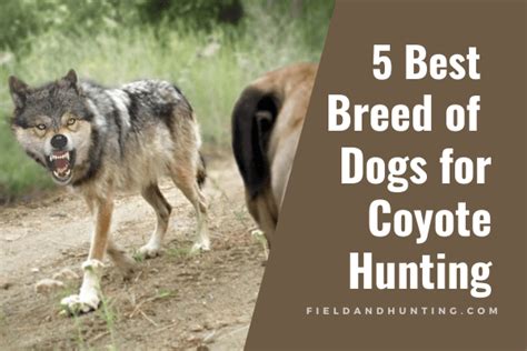 5 Best Breed Of Dogs For Coyote Hunting Field And Hunting