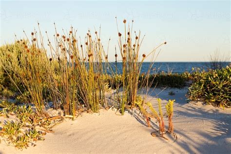 Image Of Beach Grasses And Plants On Sand Dune Horizontal Austockphoto